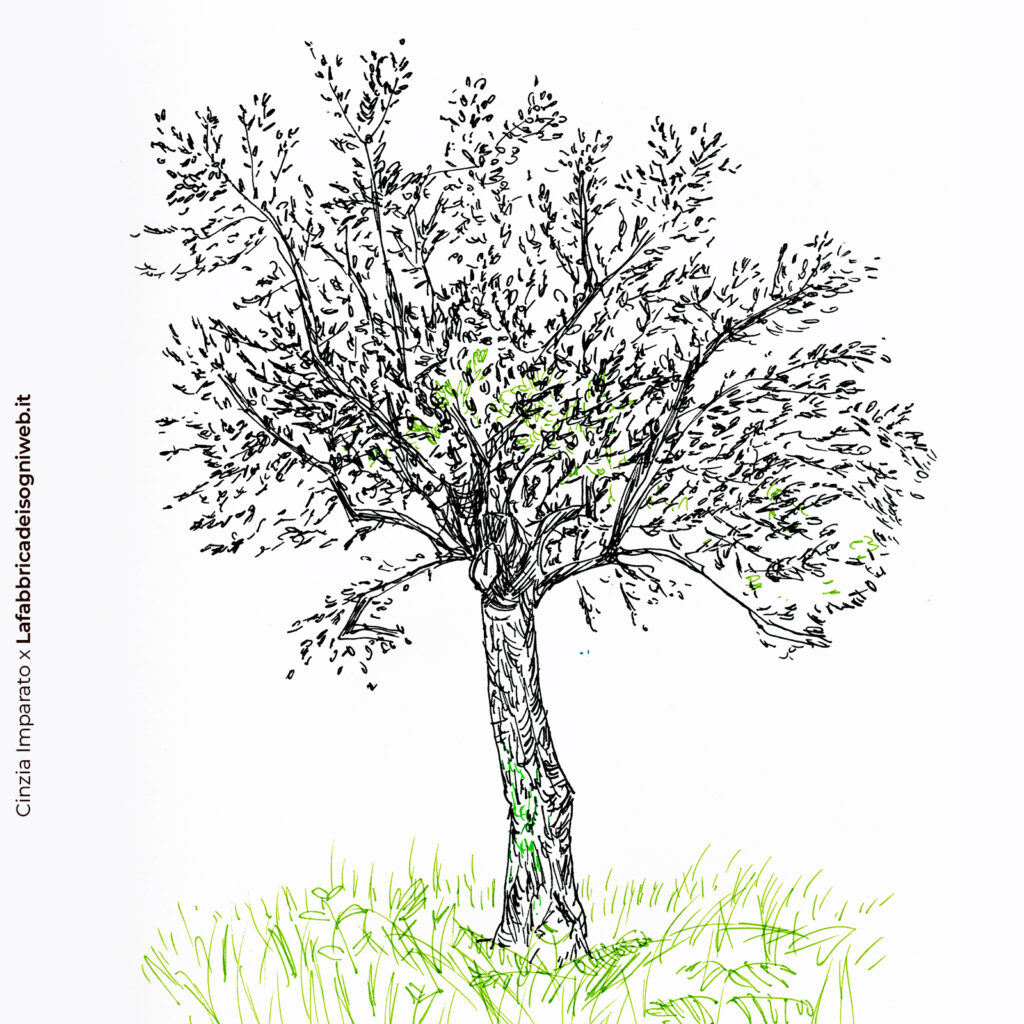 Come disegnare gli alberi pt 2 - La Fabbrica dei Sogni - disegno e  illustrazione